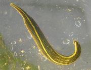 Whitmania pigra